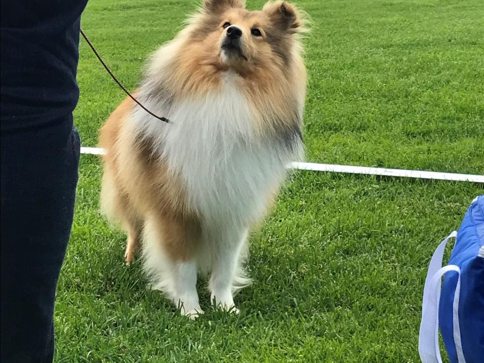 Nordic Dog Show